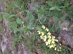 Baptisia bracteata laevicaulis