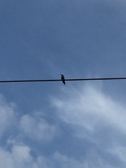 Cynanthus latirostris