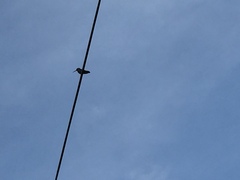 Cynanthus latirostris