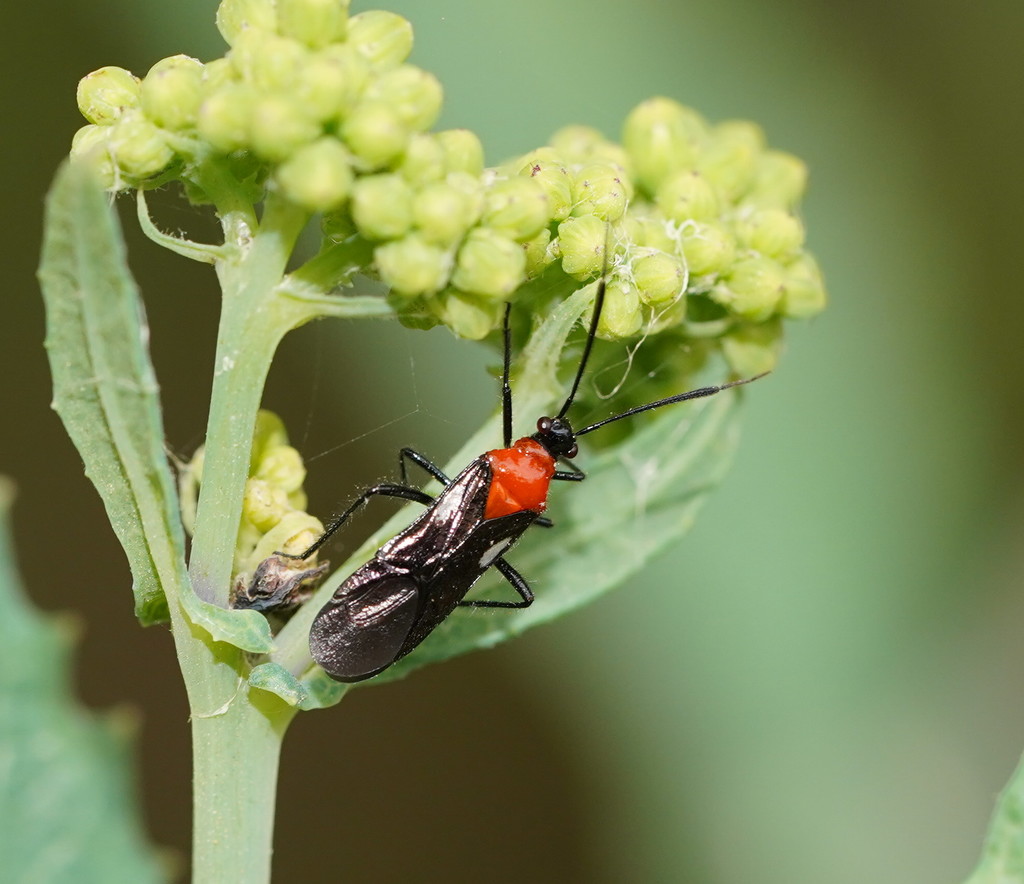 Trilaccus