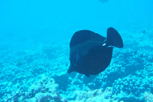 Black surgeonfish (Zebrasoma rostratum) — Acanthuridae — 4