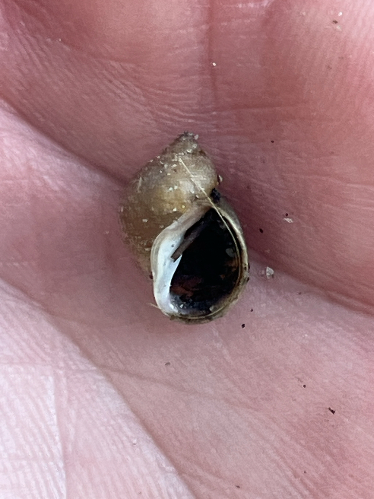 Gustafson Pebblesnail