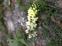 Baptisia bracteata laevicaulis