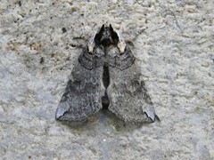 Euthyatira semicircularis