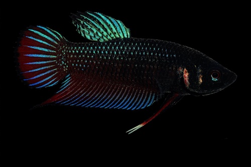 Siamese Fighting Fish, Thailand, photo 10 of 10