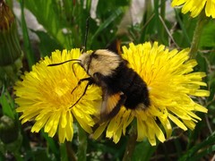 Proserpinus flavofasciata
