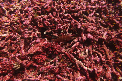Epinephelus retouti observed 2018-07-31