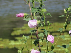 Hibiscus striatus
