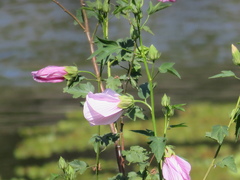 Hibiscus striatus