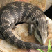 Eastern Blue-tongued Skink - Photo (c) Bill de Belin, some rights reserved (CC BY-NC-ND)