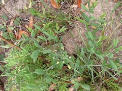 Baptisia bracteata laevicaulis