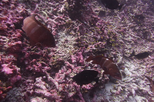 Epinephelus retouti observed 2018-08-01