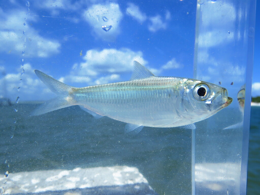 Scaled Herring