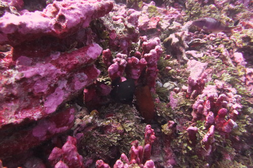 Zebrasoma rostratum observed 2018-08-01