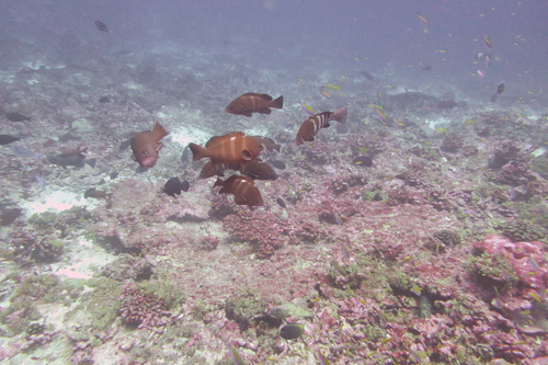 Epinephelus retouti observed 2018-07-31