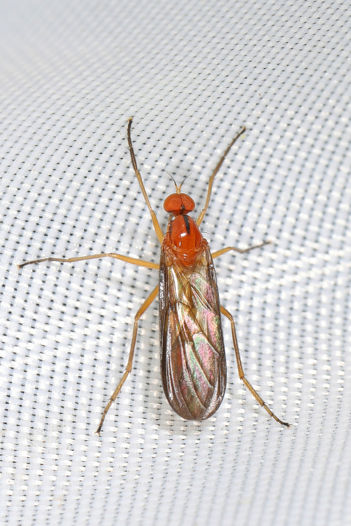 Rhamphomyia glabra