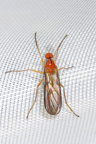 Rhamphomyia glabra