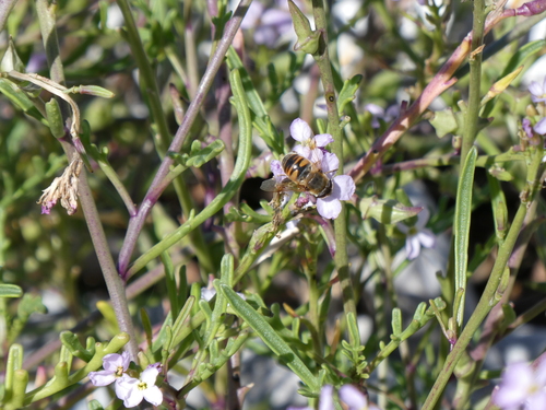 Unknown species found near Cowichan Valley, BC, Canada