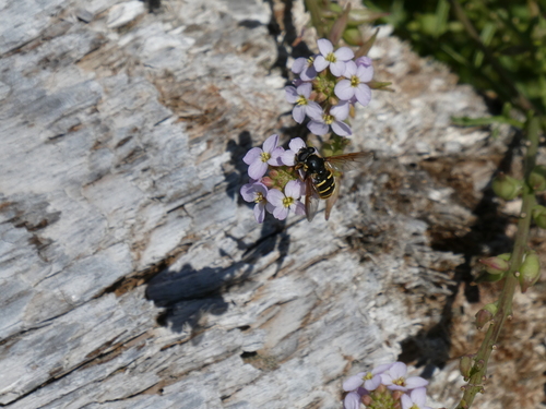 Unknown species found near Cowichan Valley, BC, Canada