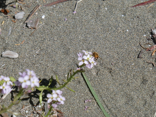 Unknown species found near Cowichan Valley, BC, Canada