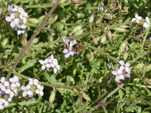Unknown species found near Cowichan Valley, BC, Canada