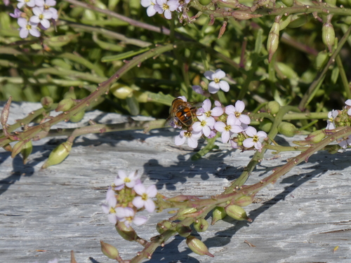 Unknown species found near Cowichan Valley, BC, Canada