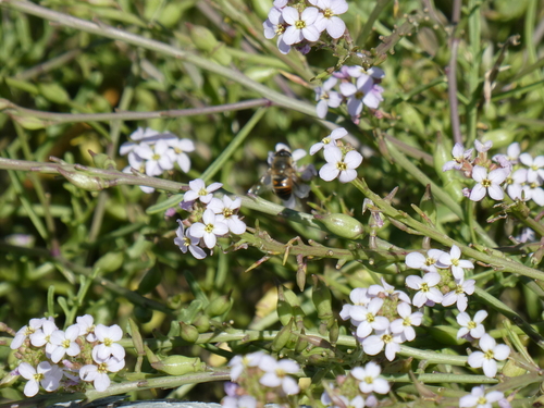 Unknown species found near Cowichan Valley, BC, Canada