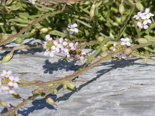 Unknown species found near Cowichan Valley, BC, Canada