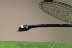 Argia adamsi