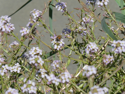 Unknown species found near Cowichan Valley, BC, Canada