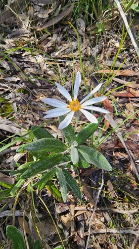 silver daisy-bush (Olearia pannosa)