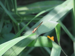 Erythrodiplax melanorubra