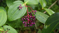 Medinilla speciosa