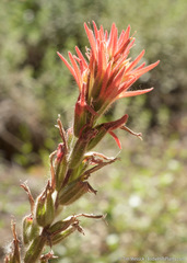 Castilleja pruinosa