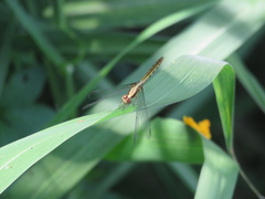 Erythrodiplax melanorubra