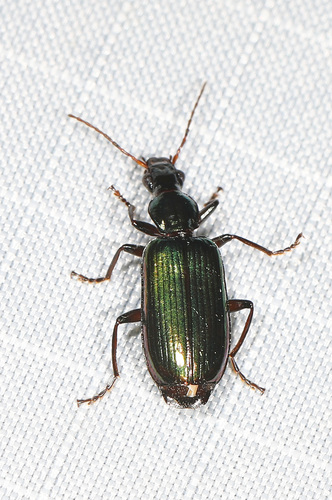 Calleida viridipennis photo 3