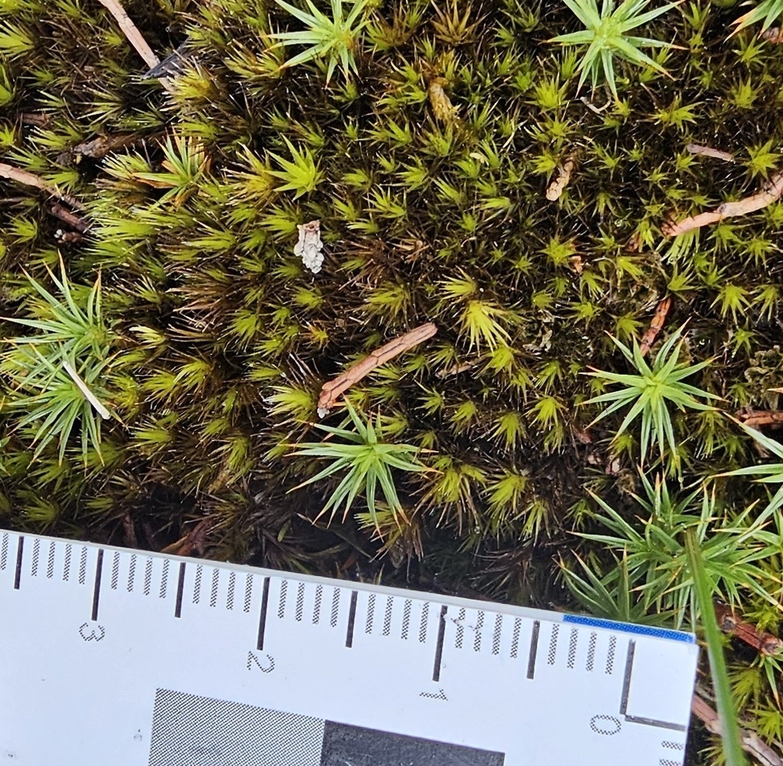 Campylopus appressifolius
