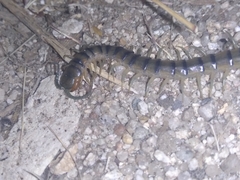 Scolopendra polymorpha