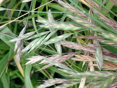 Bromus lithobius