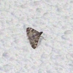 Glyphodes onychinalis