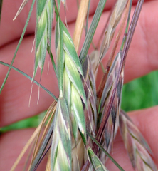 Bromus lithobius