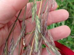 Bromus lithobius