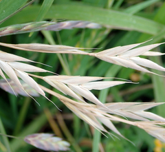 Bromus lithobius