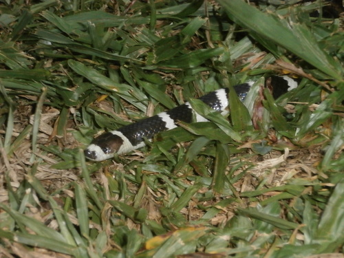 Eastern Bandy Bandy sighting