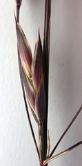Bromus lithobius