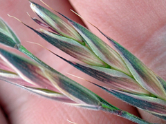 Bromus lithobius