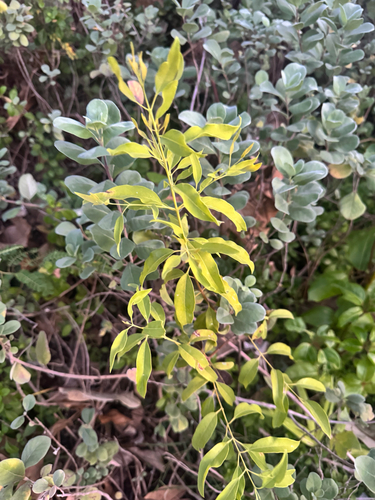 Santalum album observed 2025-09-19
