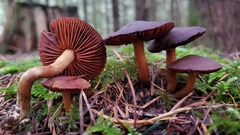 Cortinarius smithii