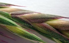 Bromus lithobius