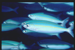 Pterocaesio digramma